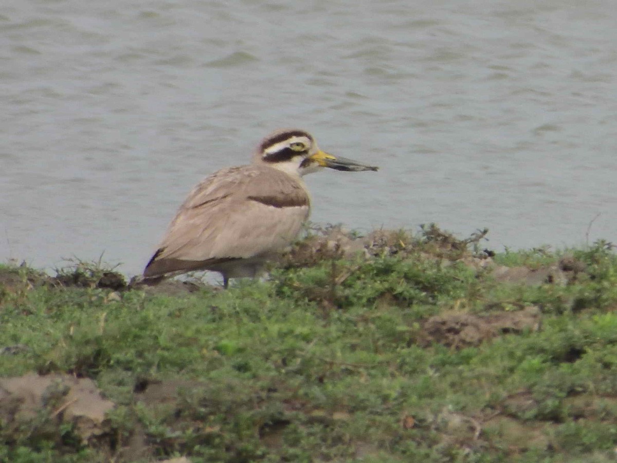 Great Thick-knee - ML589061451