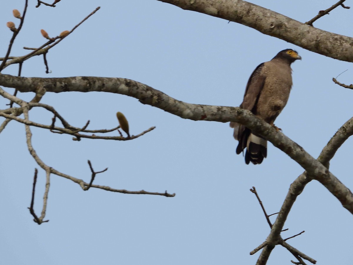 Crested Serpent-Eagle - ML589062191