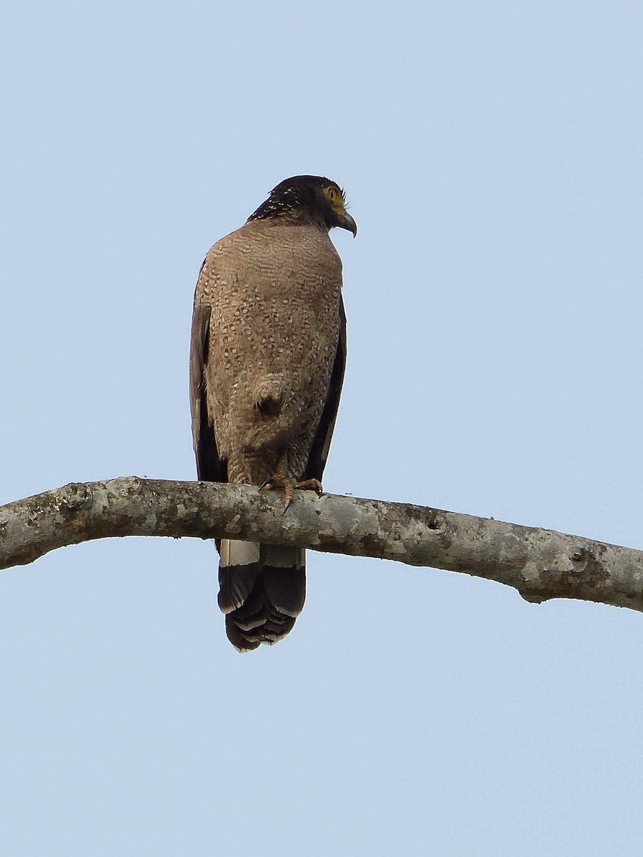 Crested Serpent-Eagle - ML589062201