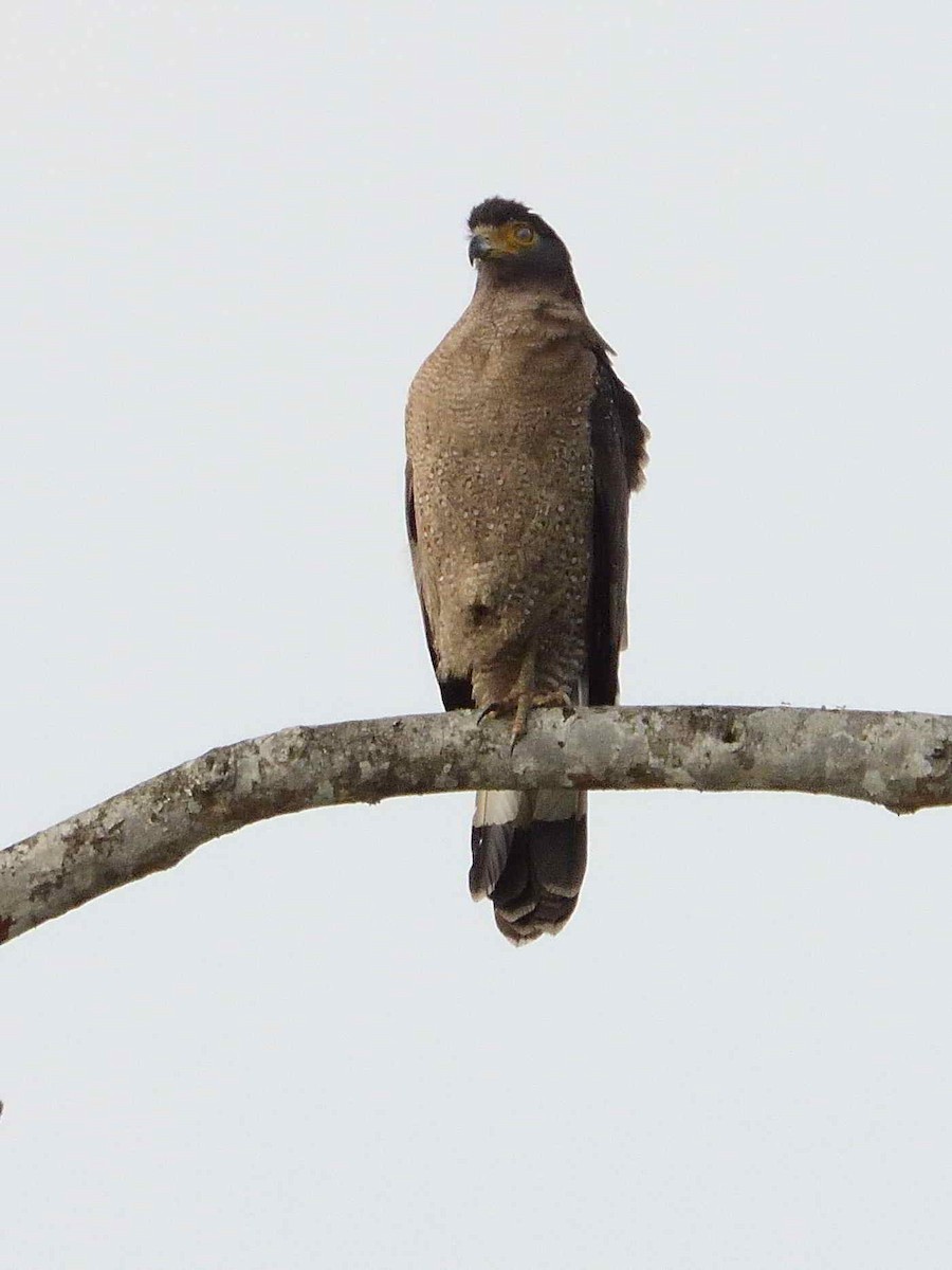 Crested Serpent-Eagle - ML589062211