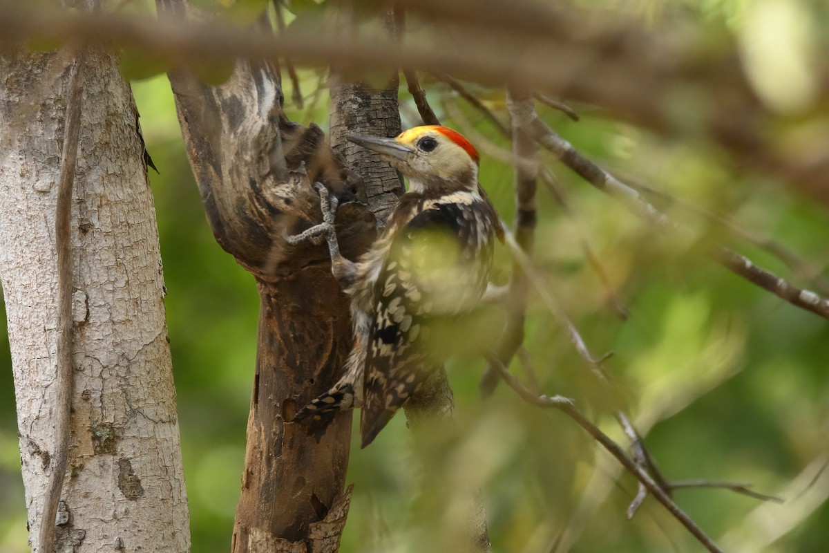 Yellow-crowned Woodpecker - ML589062931