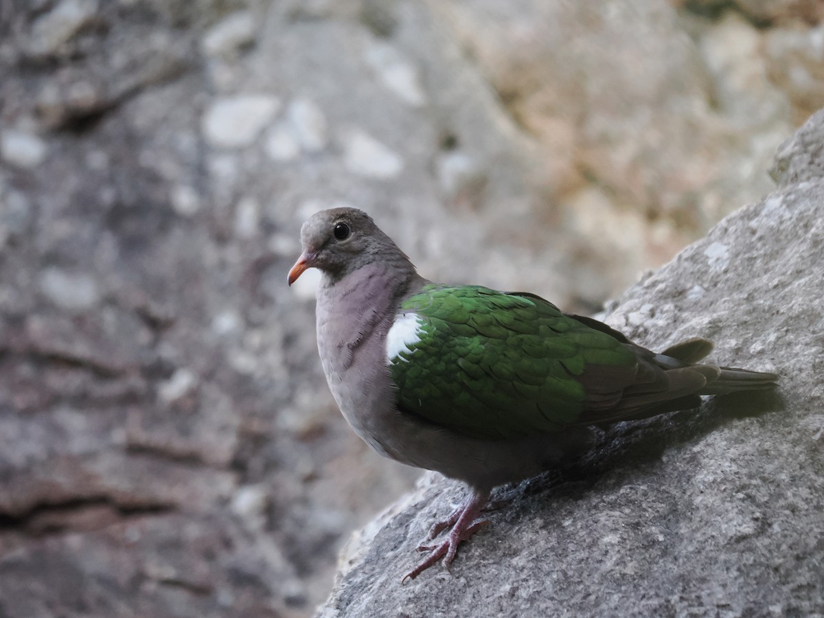 Pacific Emerald Dove - ML589064141