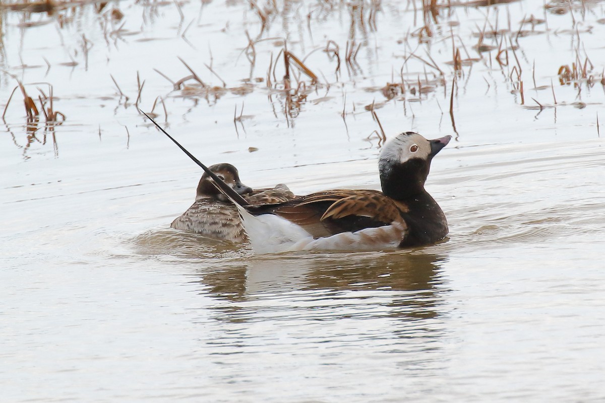 Long-tailed Duck - ML589064591