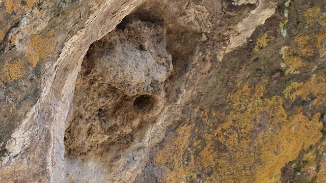  - Eastern Rock Nuthatch