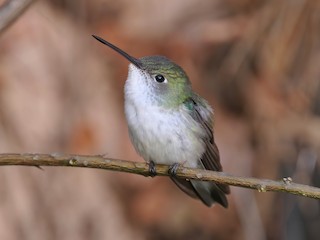  - White-bellied Hummingbird