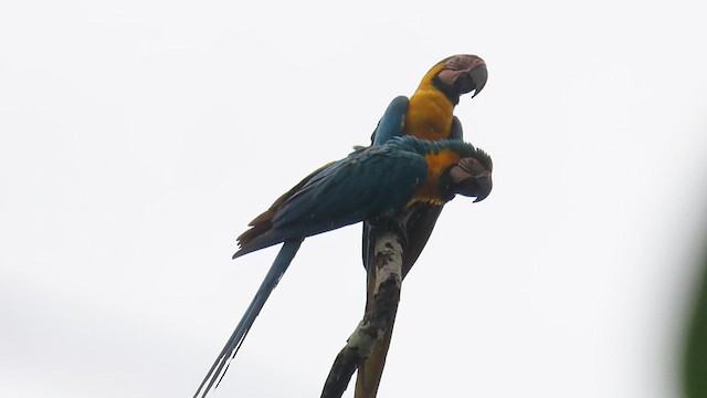 Blue-and-yellow Macaw - ML589069741
