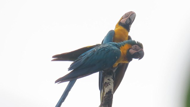 Blue-and-yellow Macaw - ML589069821