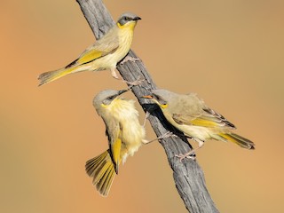  - Gray-headed Honeyeater