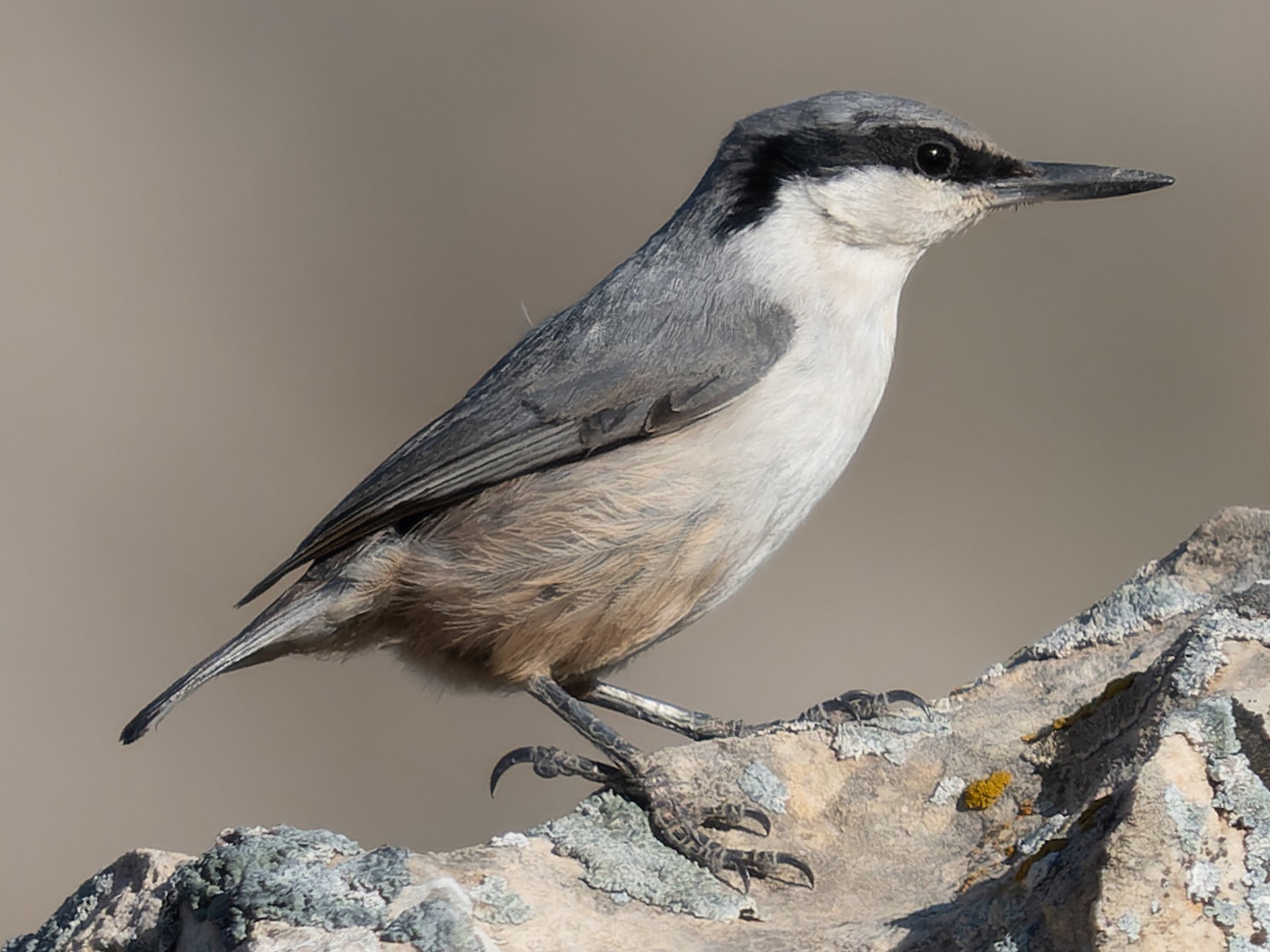 Eastern Rock Nuthatch - Simon Colenutt