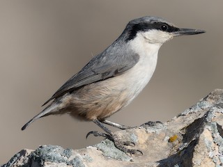  - Eastern Rock Nuthatch