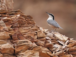  - Eastern Rock Nuthatch