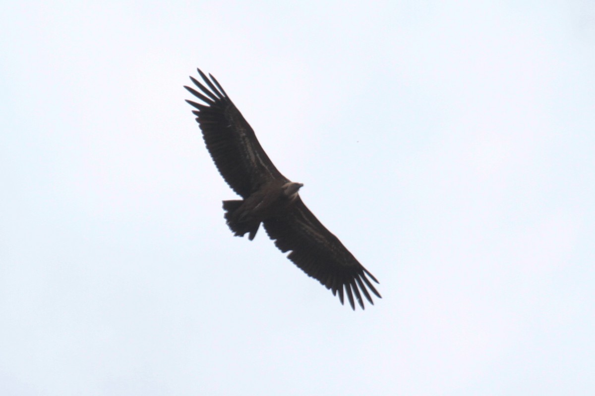 Cinereous Vulture - ML589072201