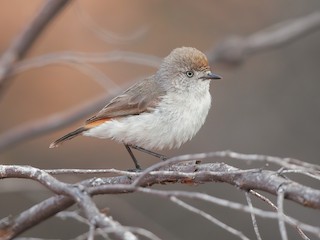  - Chestnut-rumped Thornbill