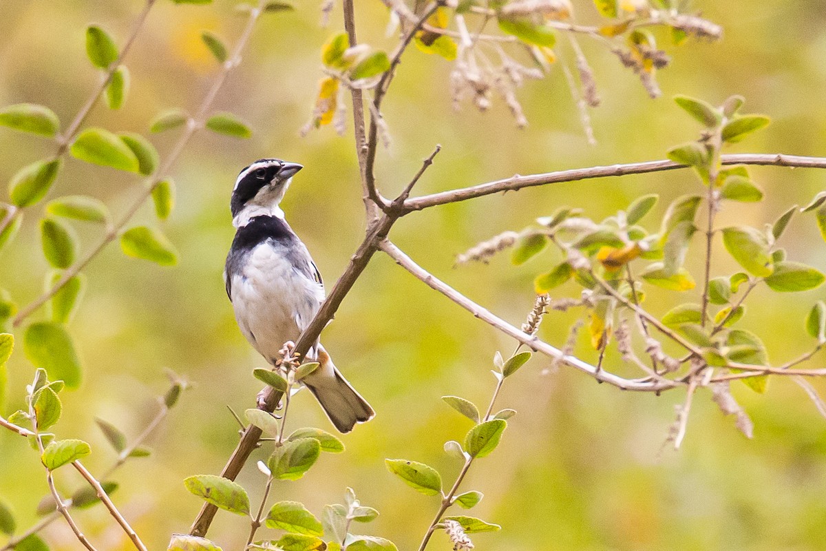Collared Warbling Finch - Anonymous