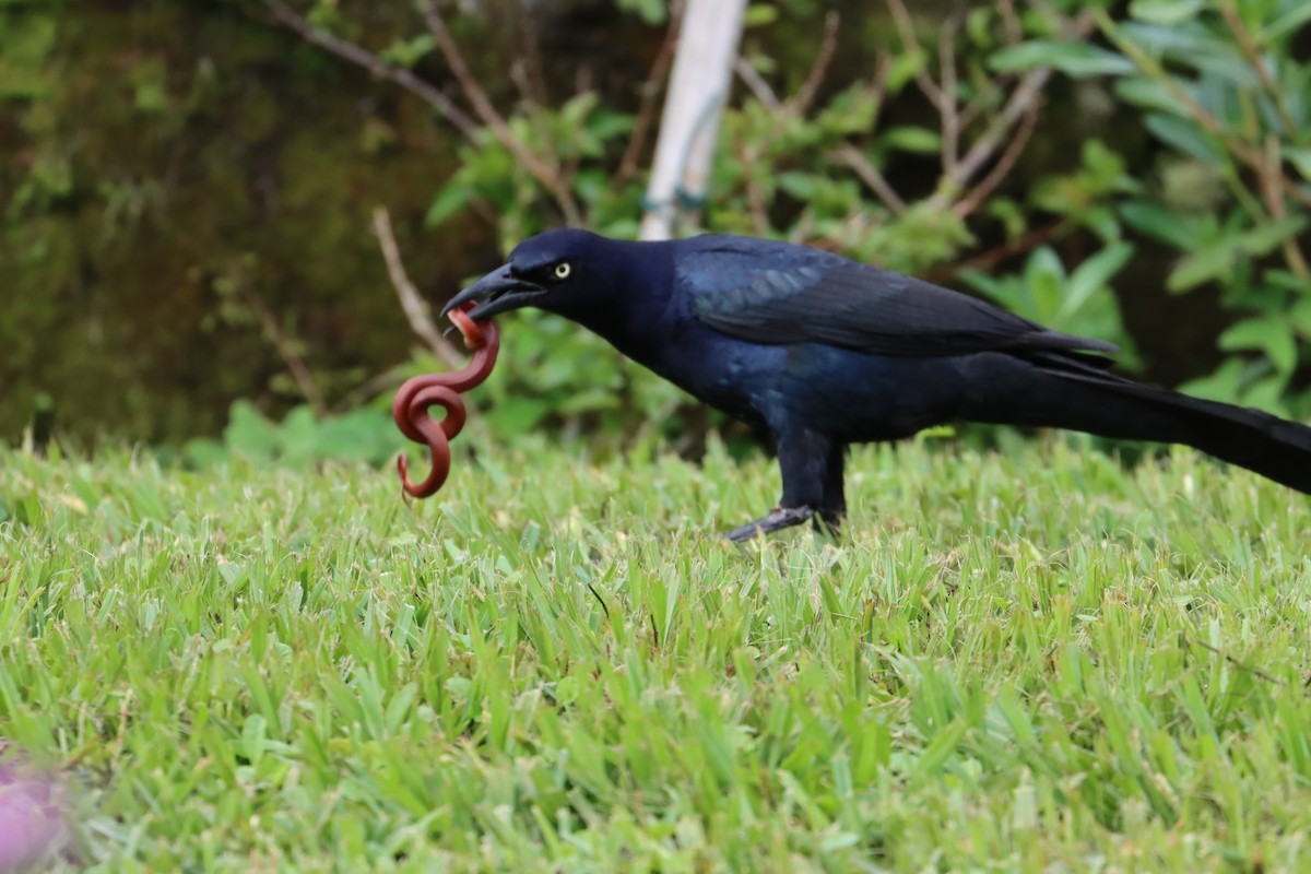 Great-tailed Grackle - ML589078841