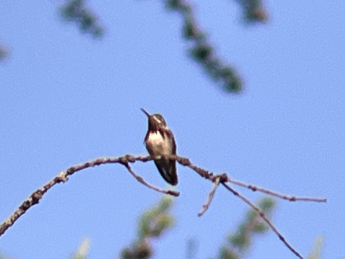 Calliope Hummingbird - ML589078981