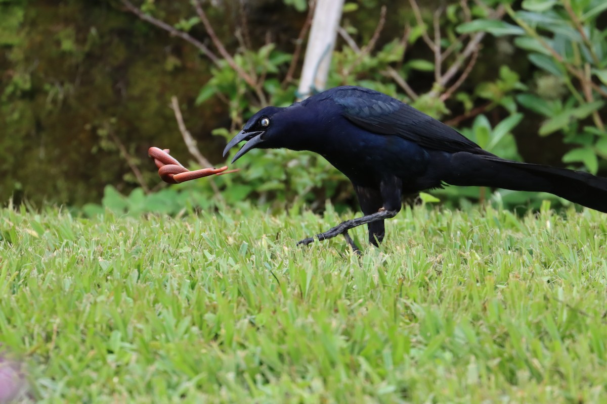 Great-tailed Grackle - ML589079061
