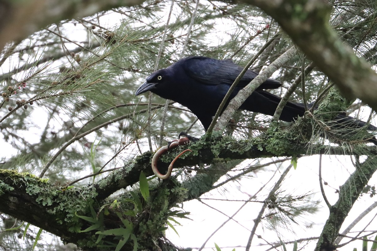 Great-tailed Grackle - ML589079241