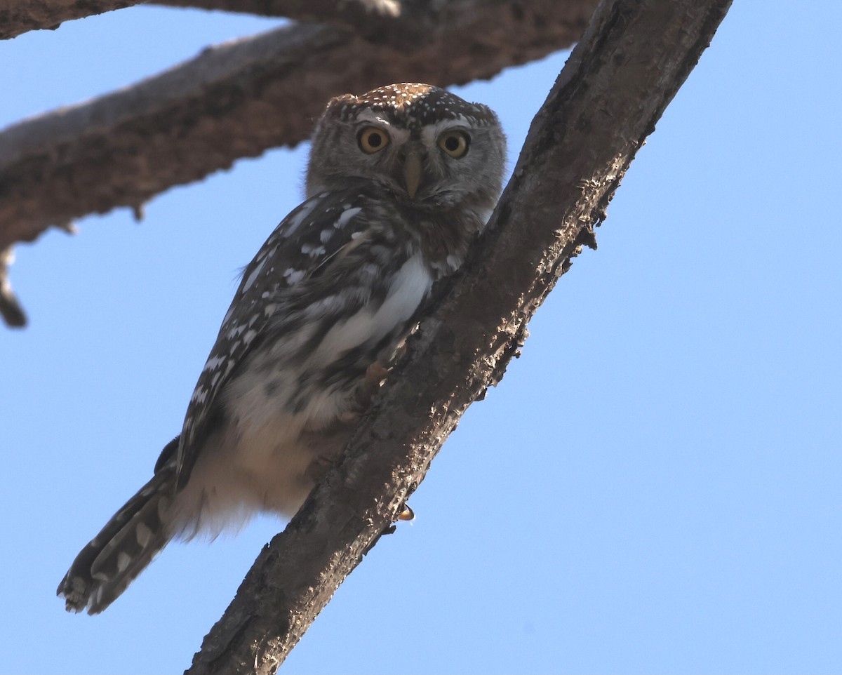 Pearl-spotted Owlet - ML589080521