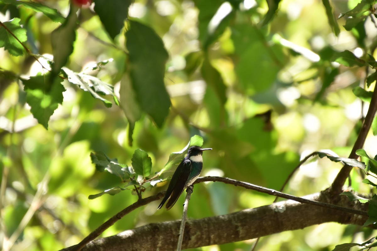 White-throated Hummingbird - ML589080541