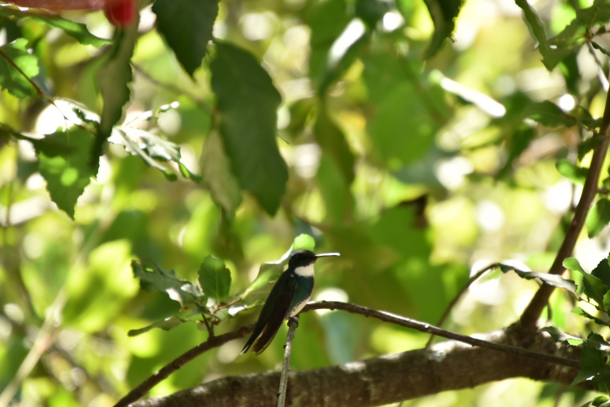 White-throated Hummingbird - ML589080551