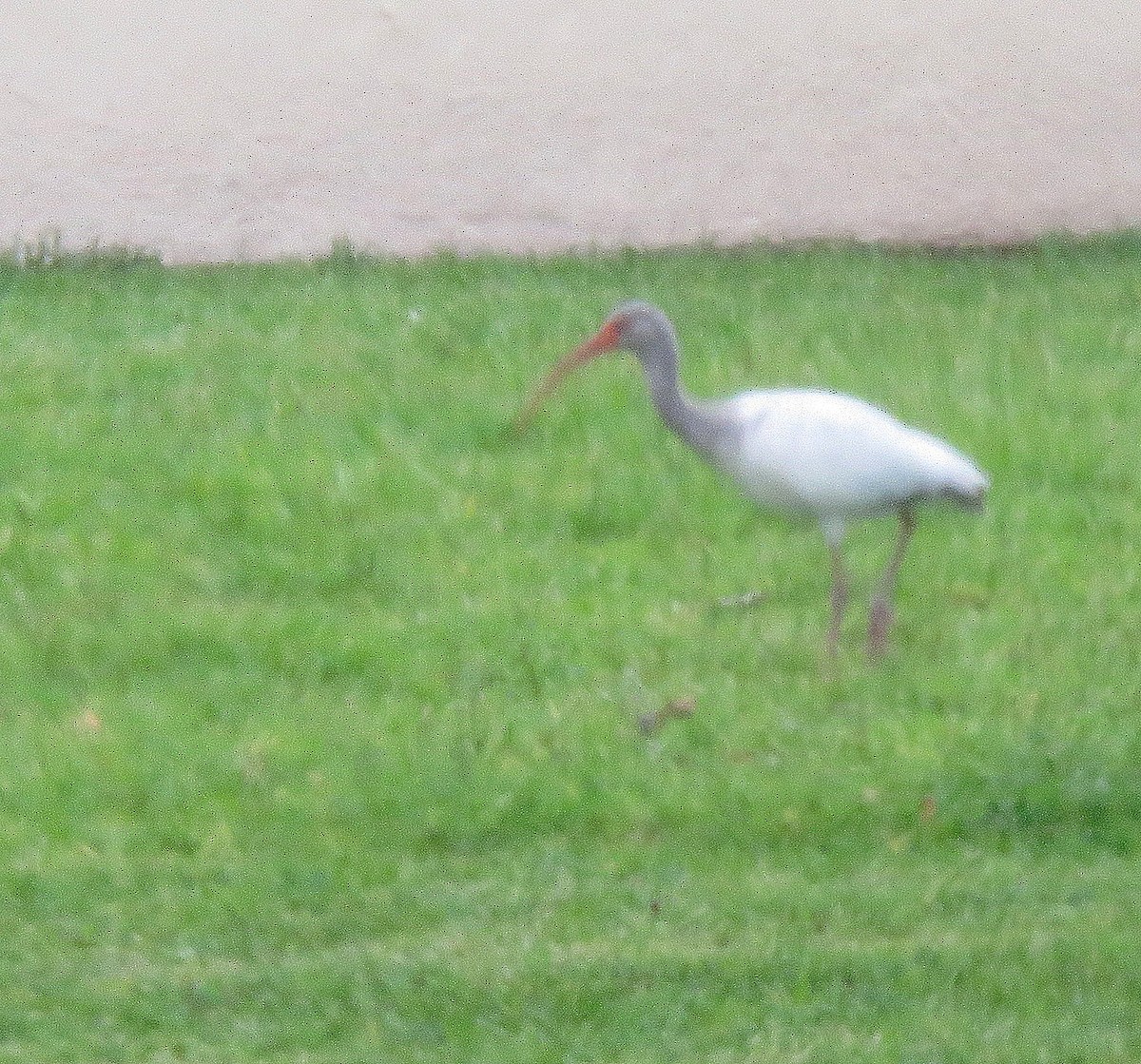 ibis bílý - ML589080581
