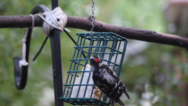 Downy Woodpecker (Eastern) - ML589081621