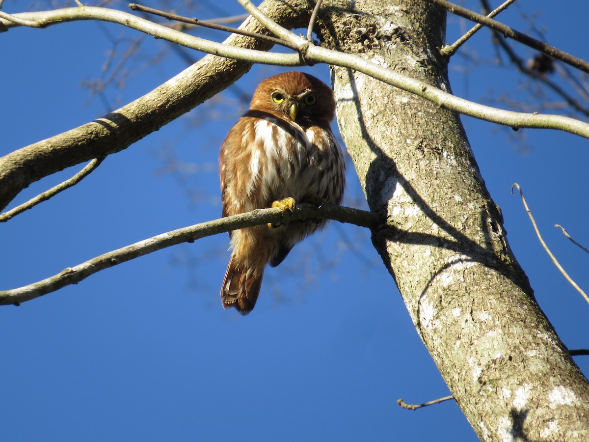 Ferruginous Pygmy-Owl - Keir Randall