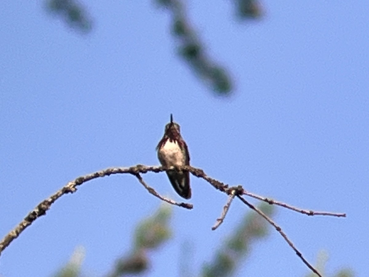 Calliope Hummingbird - ML589083871