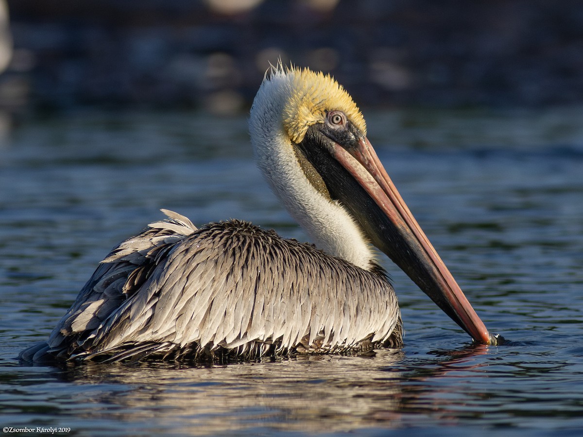 pelikán hnědý - ML589085401