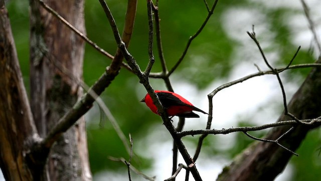 Scarlet Tanager - ML589085551