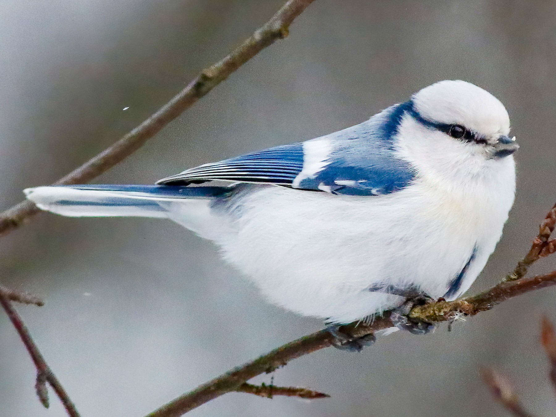 Azure Tit - Per Smith