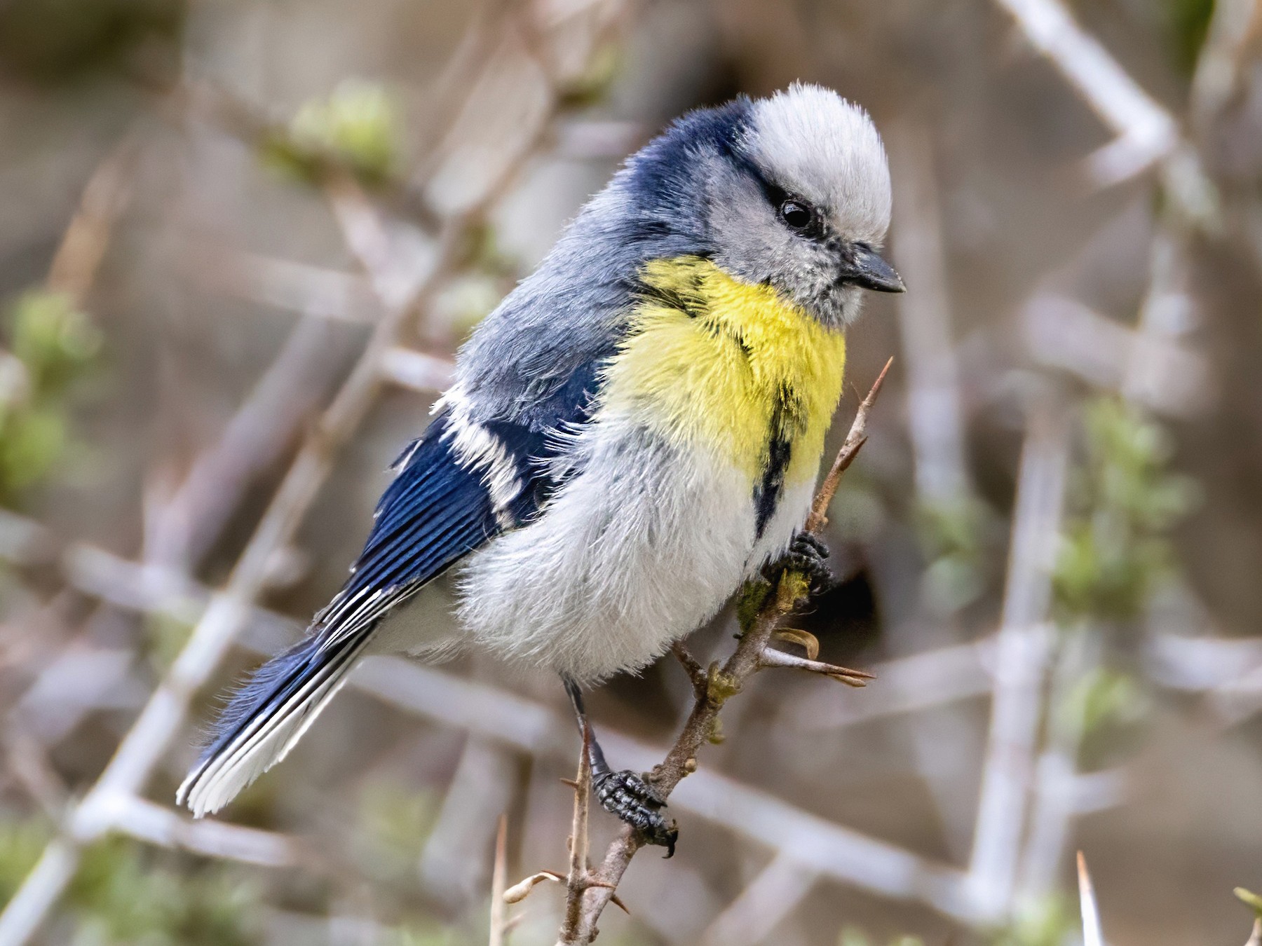 Azure Tit - Andrew Spencer