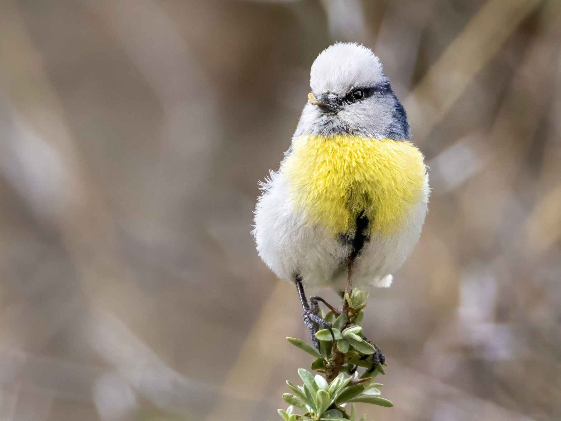 Azure Tit - Andrew Spencer