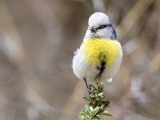 นกเต็มวัย (Yellow-breasted) - Andrew Spencer - ML589086451