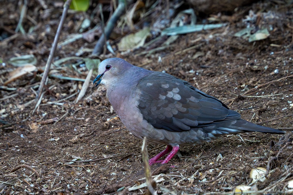 Gray-fronted Dove - ML589086601