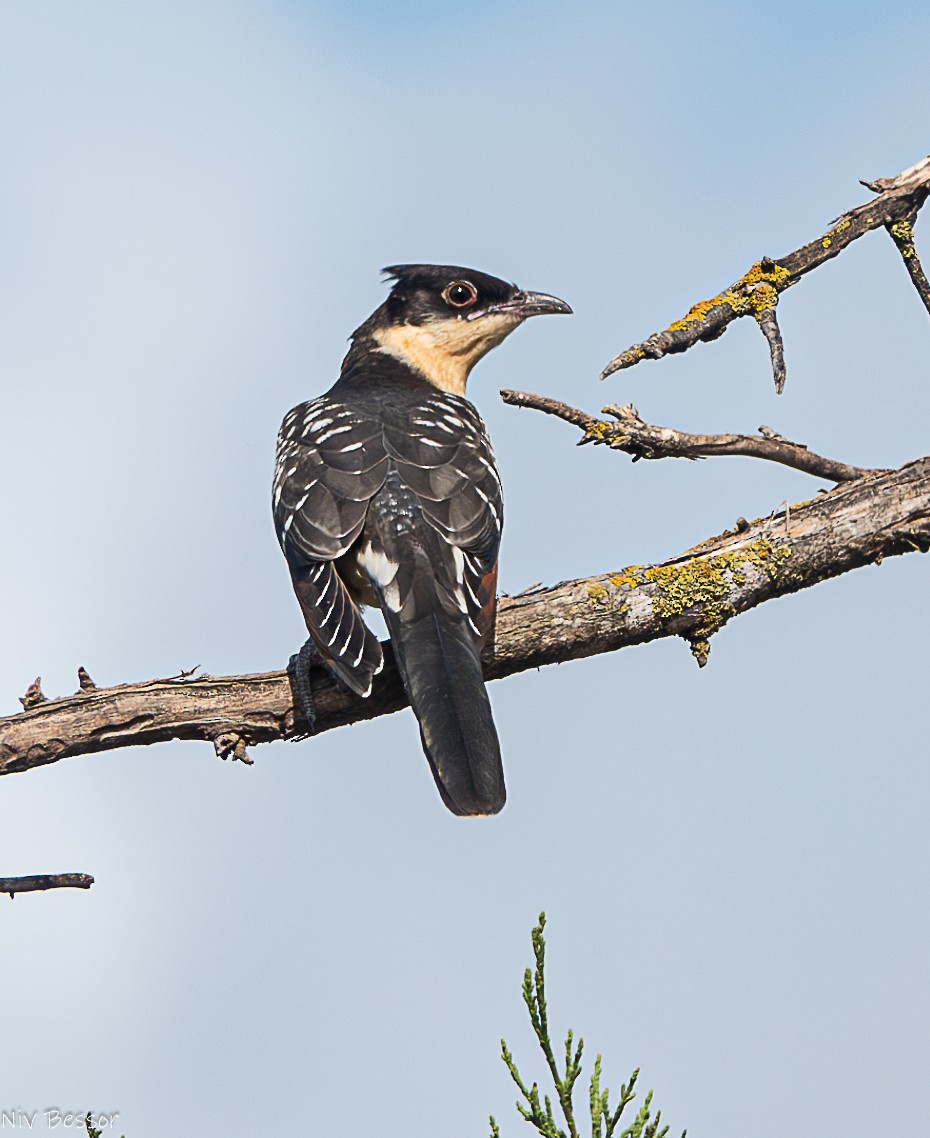 Great Spotted Cuckoo - ML589087721