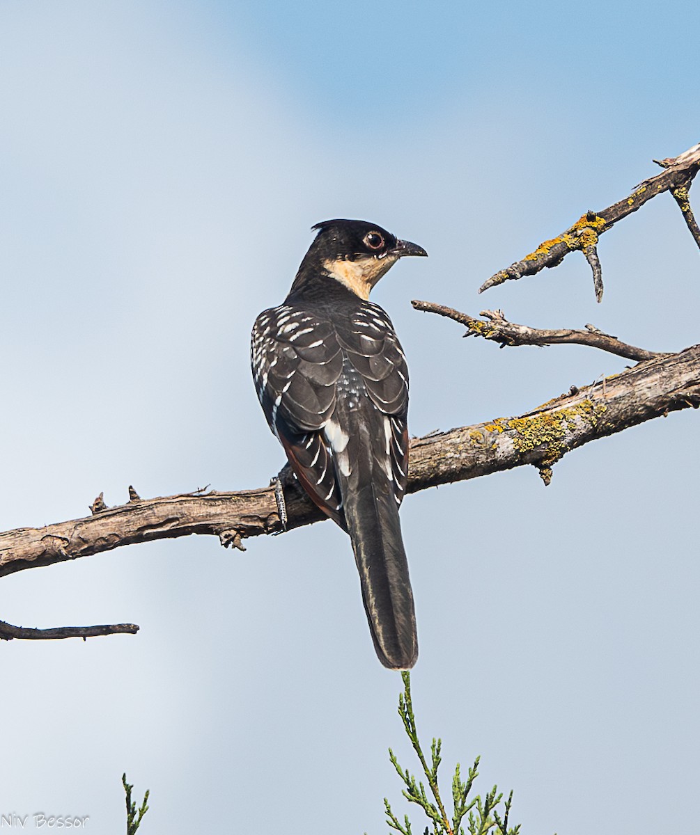 Great Spotted Cuckoo - ML589087731