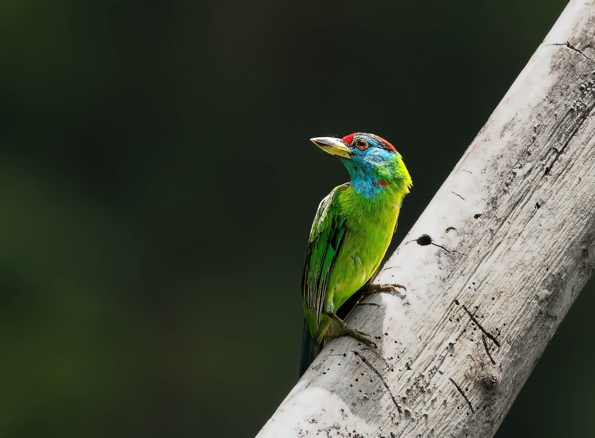 Blue-throated Barbet - Anonymous