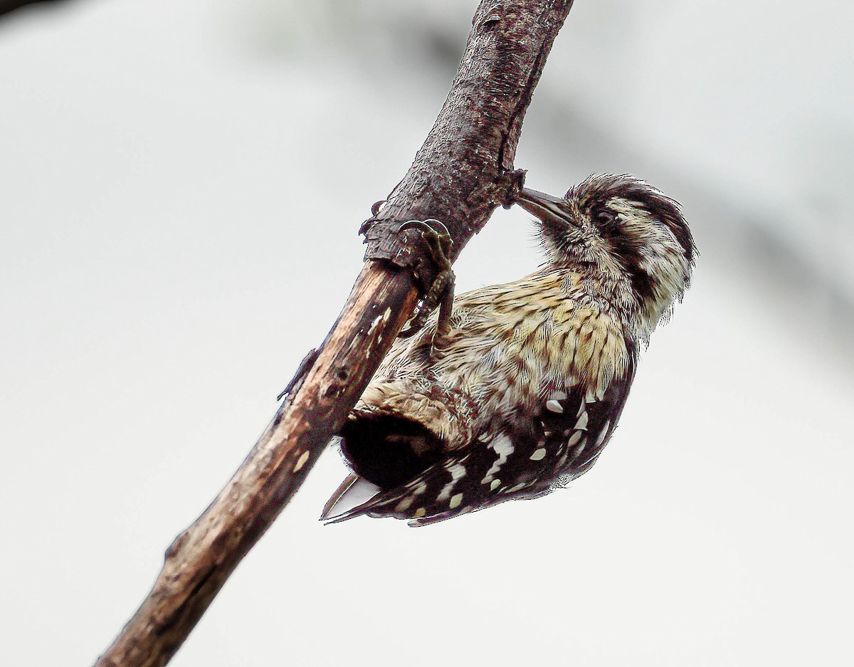 Gray-capped Pygmy Woodpecker - ML589092441