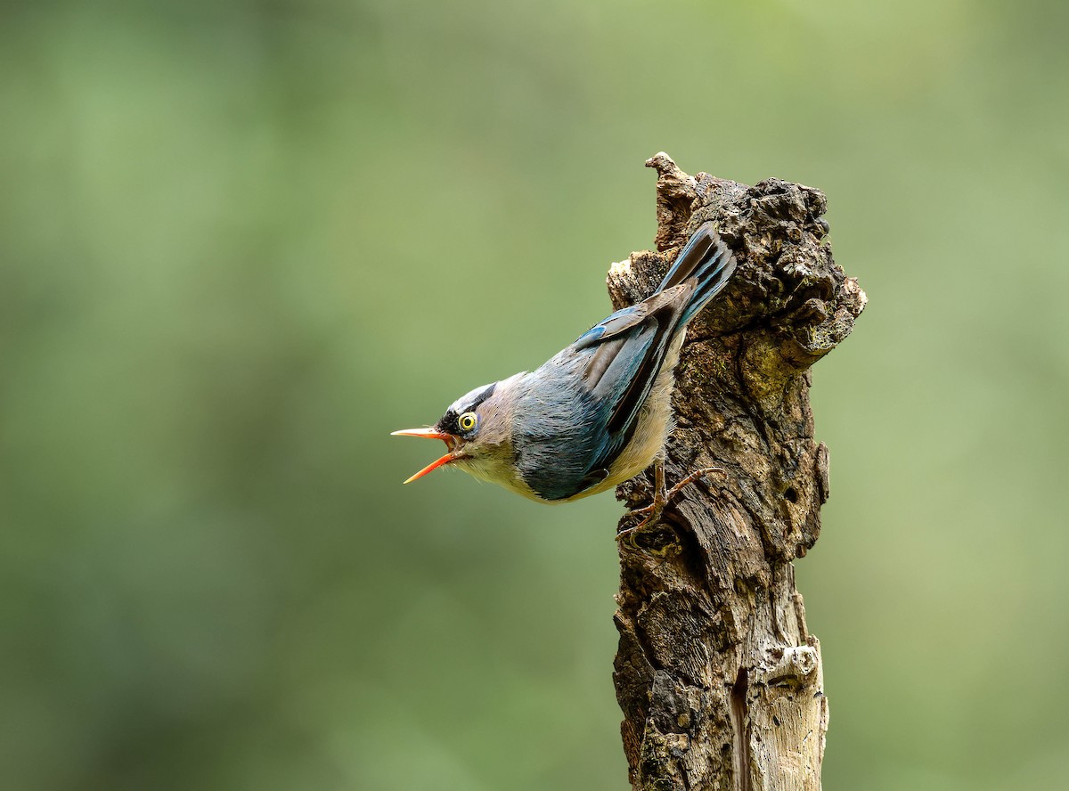 Velvet-fronted Nuthatch - Anonymous