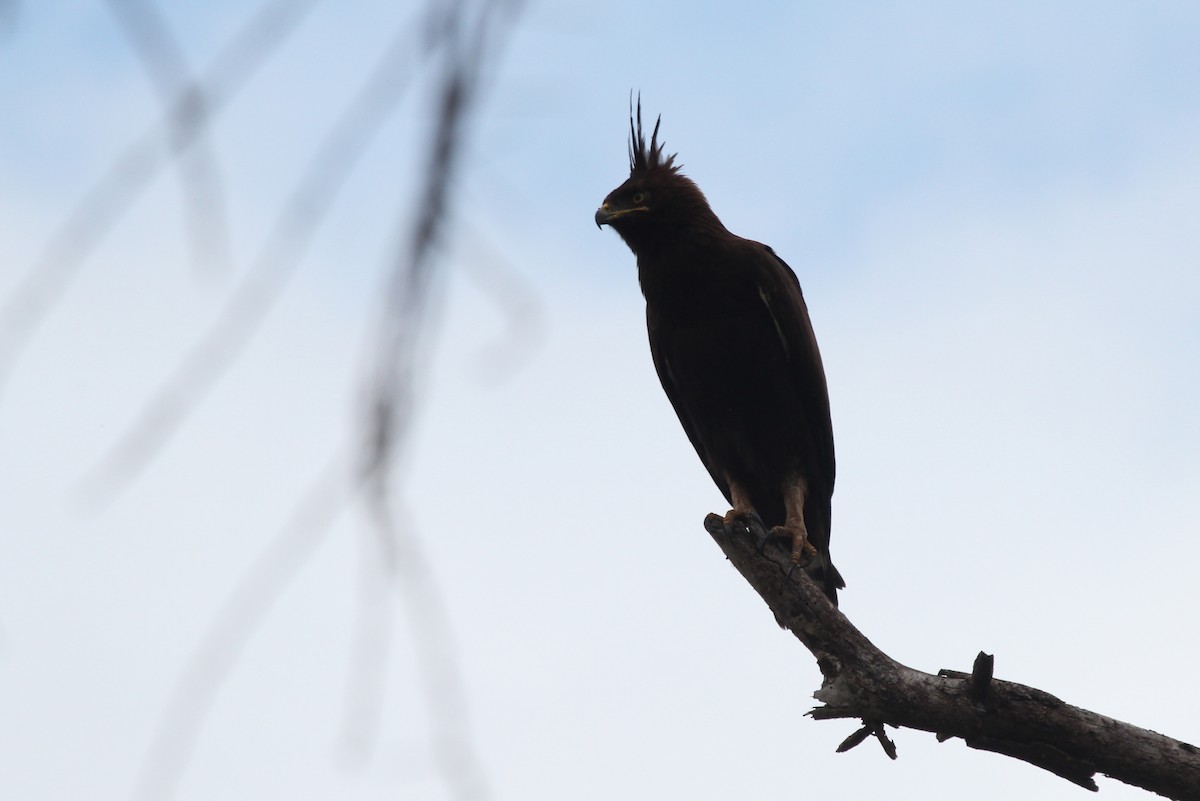 Long-crested Eagle - Alexander Lees