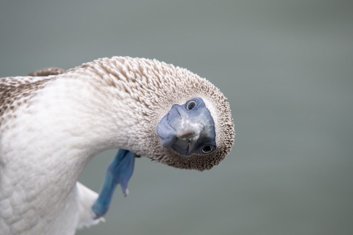 Blue-footed Booby - ML589096541