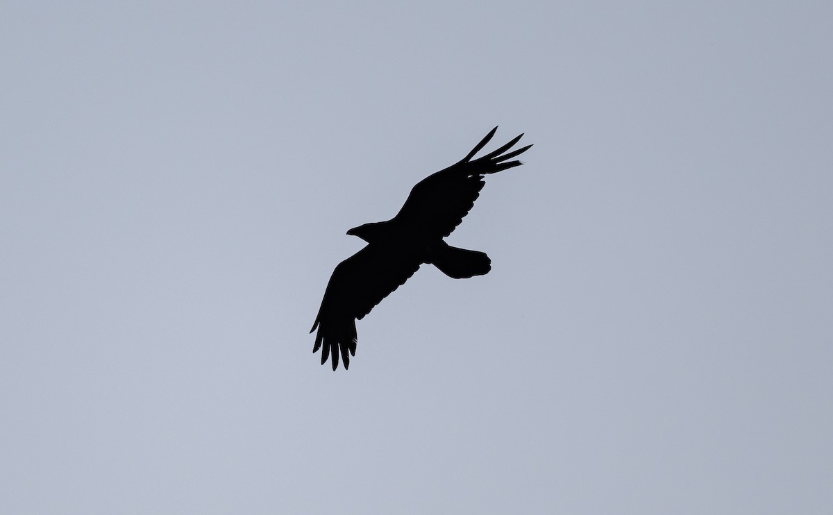 Common Raven - ML589096861