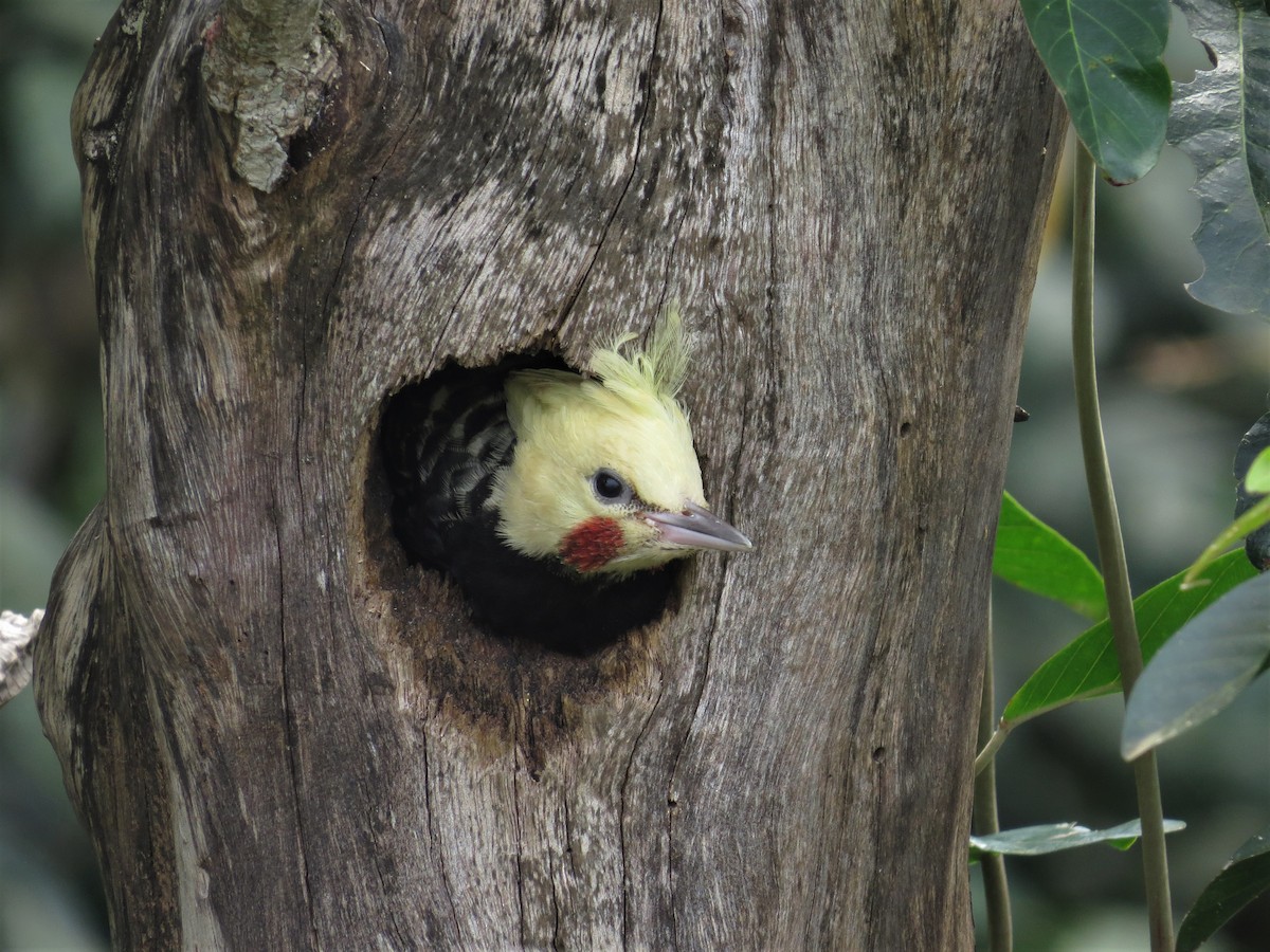 Blond-crested Woodpecker - Keir Randall