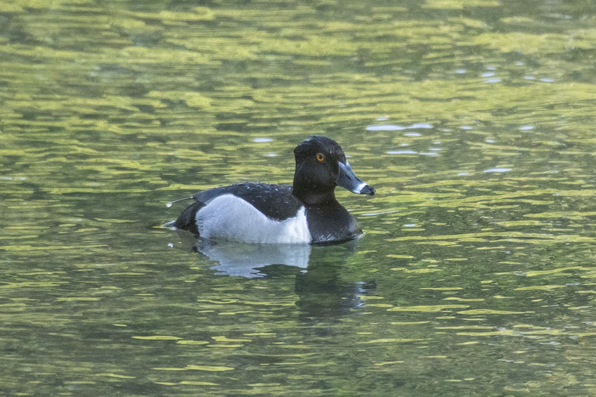 Ring-necked Duck - ML589101761