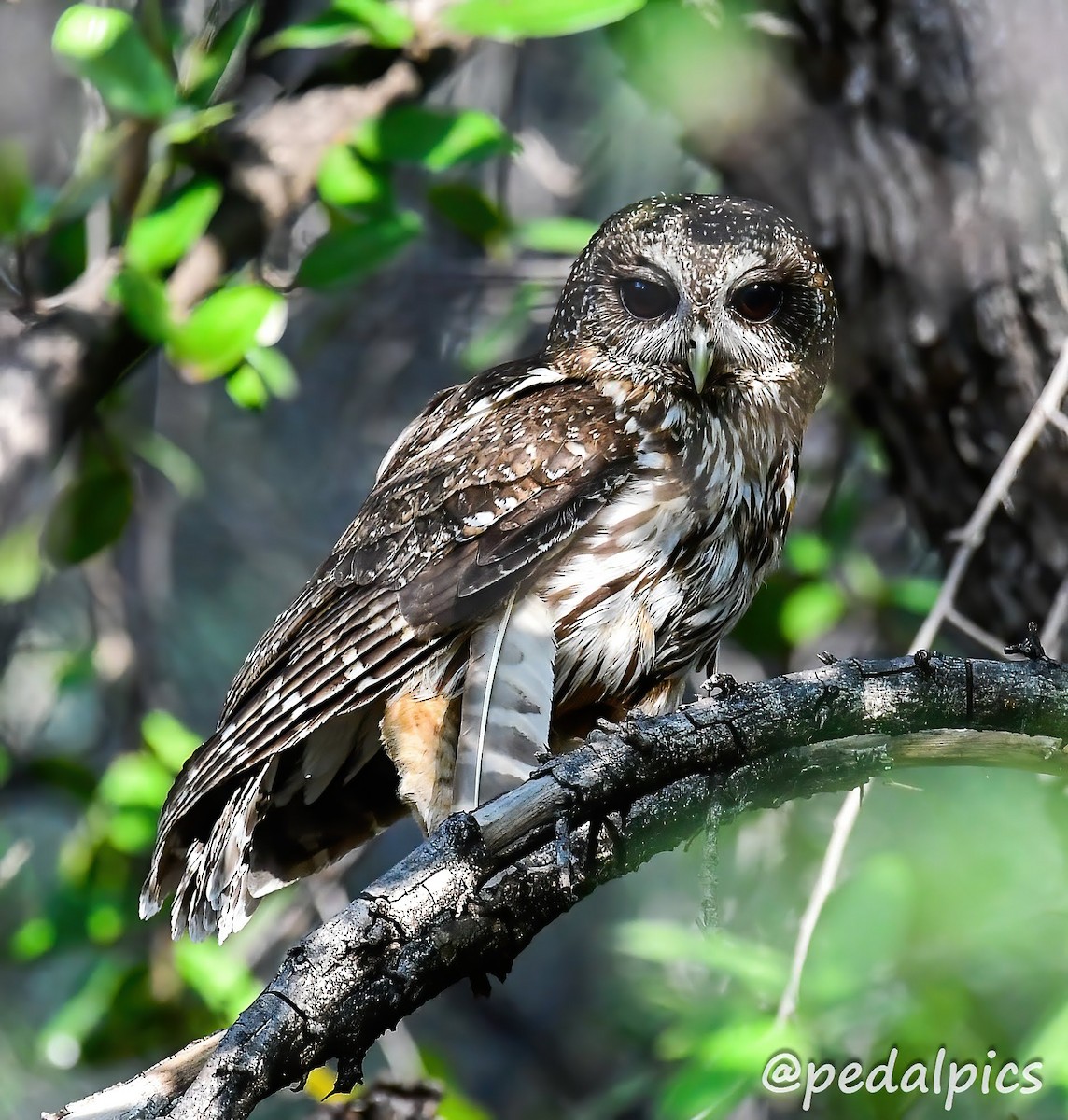 Mottled Owl - Vernie Aikins