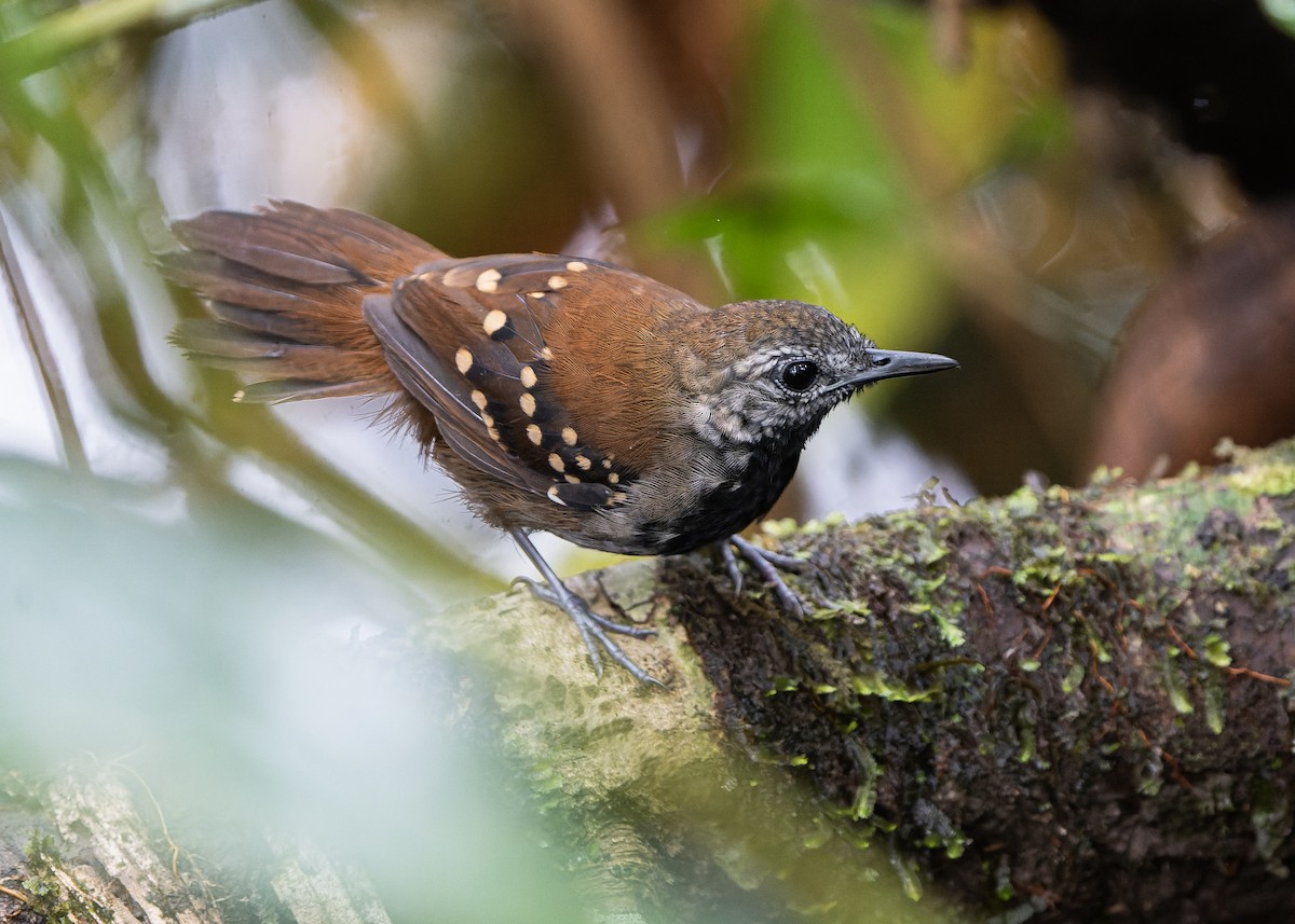 Gray-bellied Antbird - Guillermo  Saborío Vega