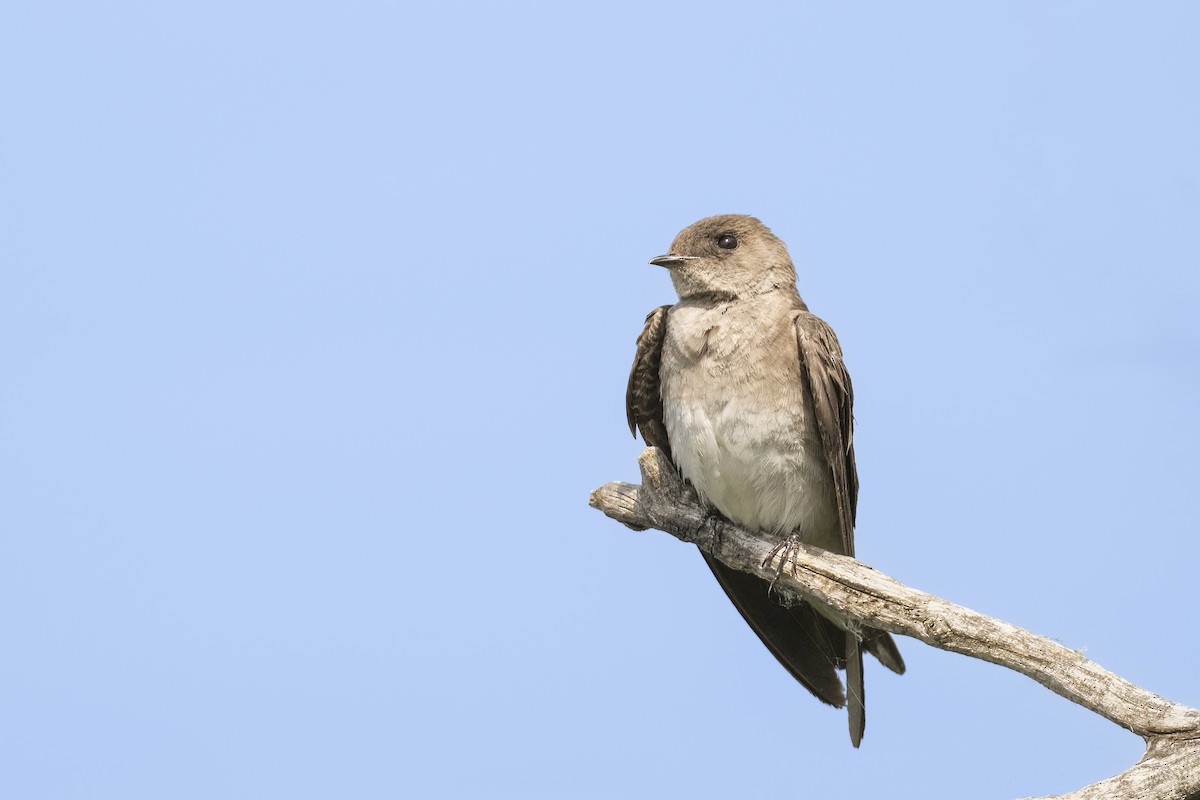 Northern Rough-winged Swallow - ML589104221