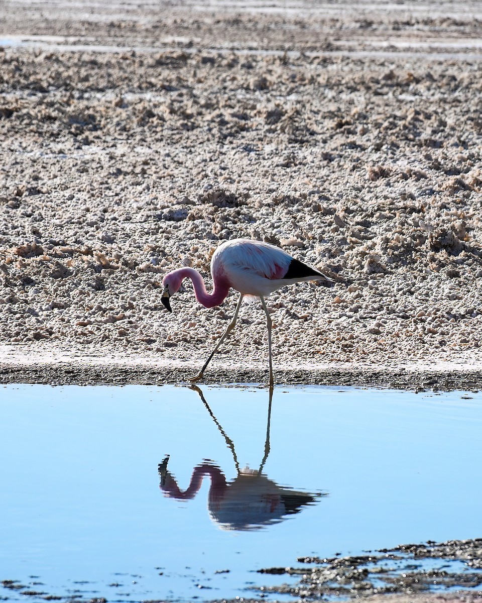 Andean Flamingo - ML589109941